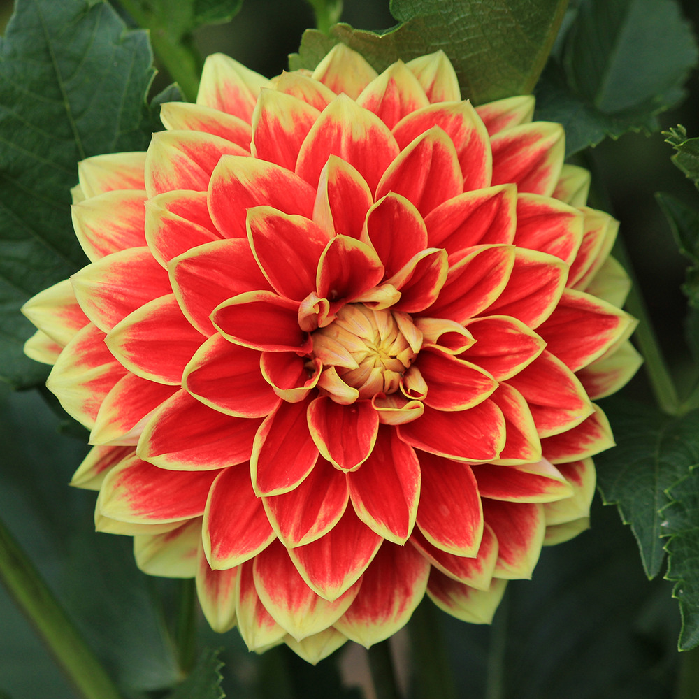 Dahlia gpe décoratif 'maxime' bulbe calibre i