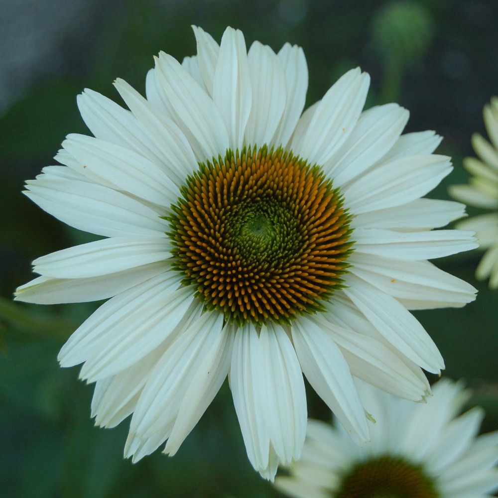 Rudbeckia pourpre 'fragrant angel' godet de 8/9 cm