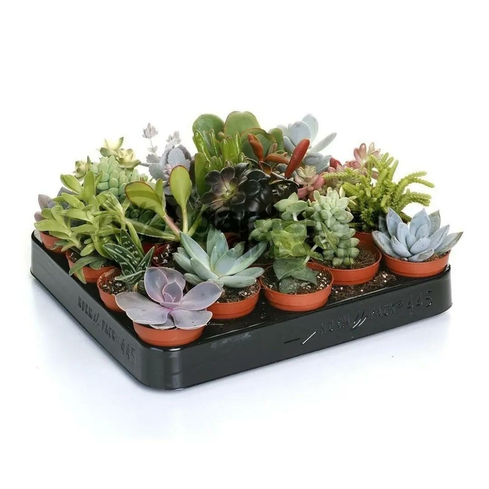 Mélange de succulentes - plante d'intérieur - ↕ 5-10 cm - ⌀ 5,5 cm - lot de 20 plantes