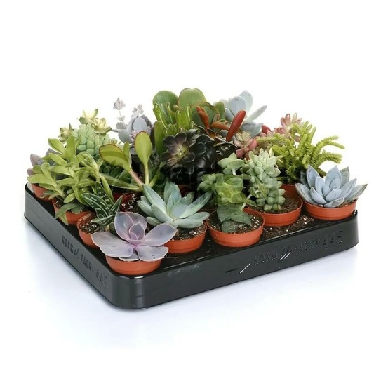 Mélange de succulentes - plante d'intérieur - ↕ 5-10 cm - ⌀ 5,5 cm - lot de 20 plantes