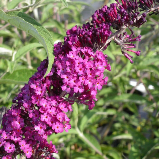 Arbre aux papillons rouge royal red, buddleia pot de 4l - 40/60 cm