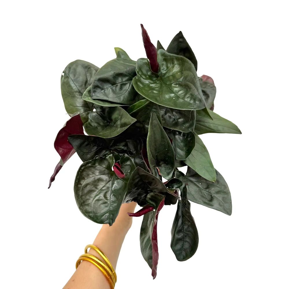 Syngonium red arrow - pot de 12cm - plantes d'intérieur