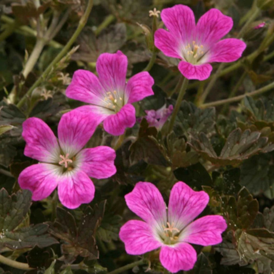 Géranium vivace orkney cherry lot de 5 godets