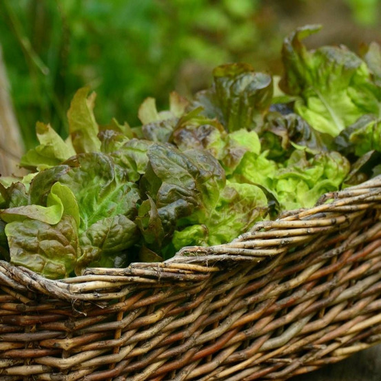Graines de laitue pommée brune d'hiver - prix malin sachet