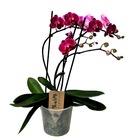 Phalaenopsis multiflora - orchidée pourpre - plante d'intérieur à fleurs - aime les chats - pot 12cm - hauteur 35-45cm