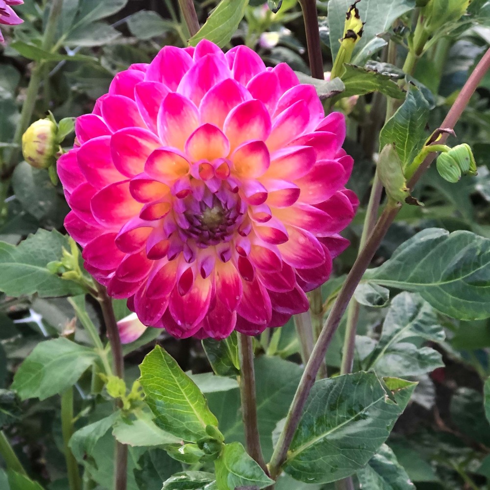Dahlia balle 'hapet daydream' bulbe calibre i
