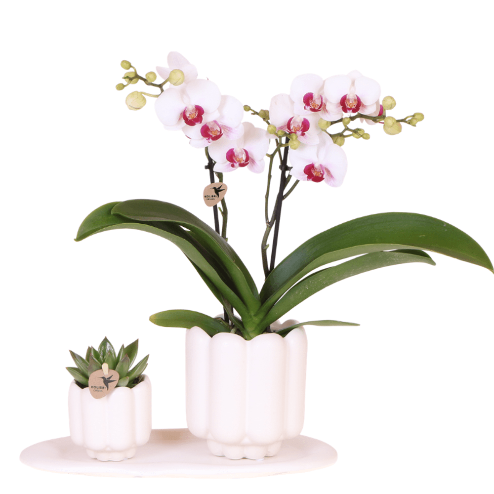 Orchidée phalaenopsis 'gibraltar' (phalaenopsis) - coffret cadeau avec plante verte cache-pots et plateau - po - plantes d'intérieur