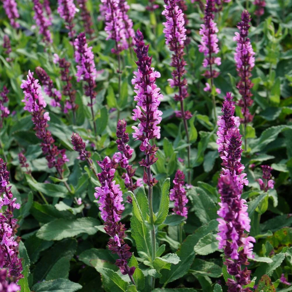 Sauge des bois caradonna pink inspiration® lot de 3 godets