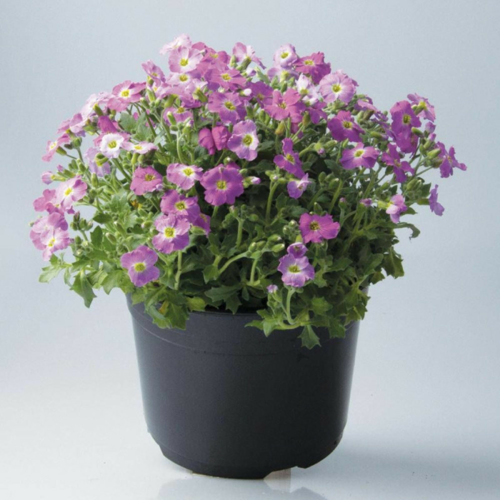 Aubriète florado rose lot de 3 godets