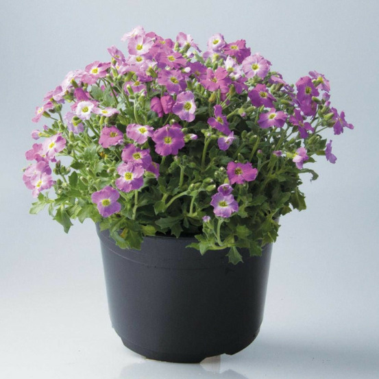 Aubriète florado rose lot de 3 godets