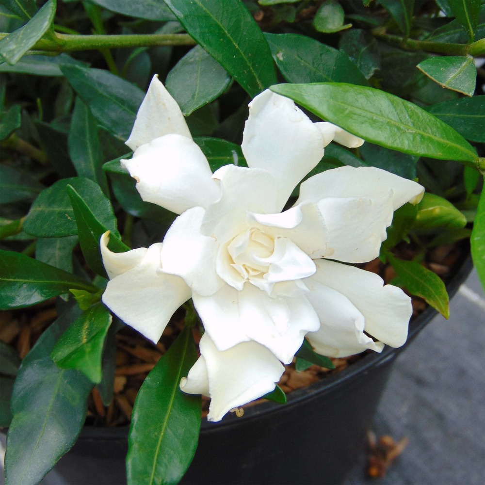 Gardénia, jasmin du cap 'perfumed petticoats' pot de 2l/3l