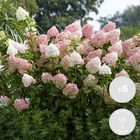 6x hydrangea ‘vanille-fraise’ – hortensia plumé – arbuste – rustique – ⌀9 cm - ↕20-25 cm