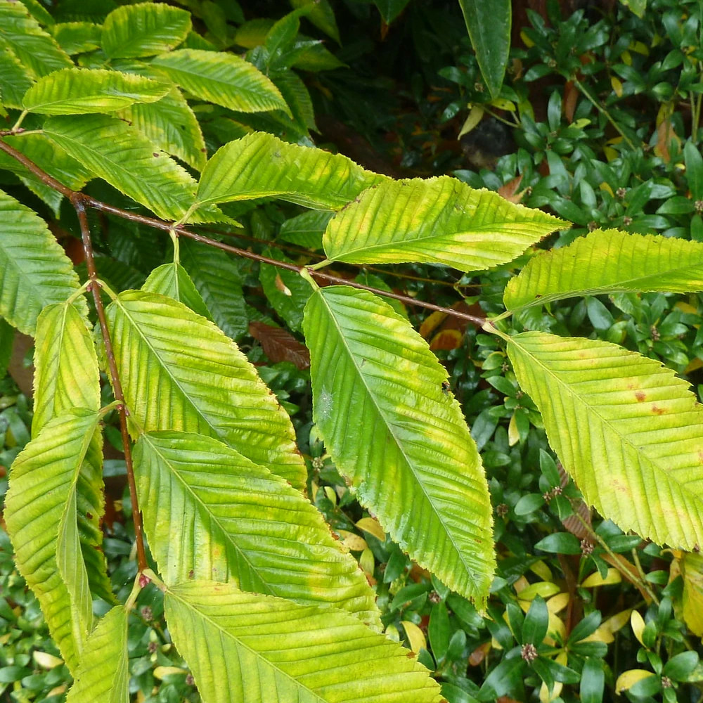 Érable à feuilles de charme, acer carpinifolium pot de 15l - baliveau