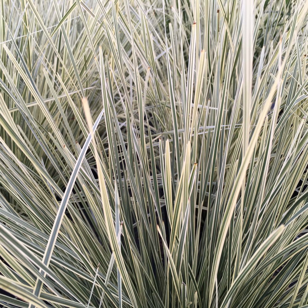 Lomandra 'white sands' pot de 2l/3l