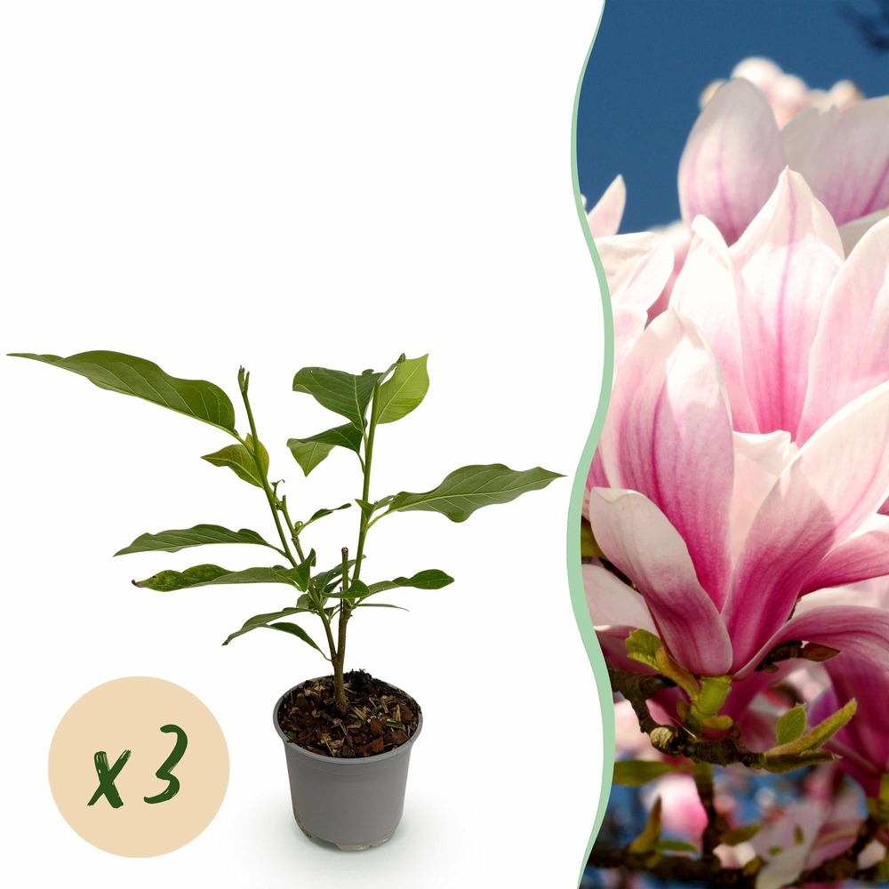 Magnolia soulangeana – lot de 3 – pot 12 cm – hauteur 30 cm