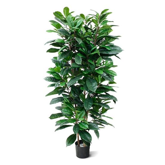 Ficus cyathistipula plante artificielle deluxe de 160 cm