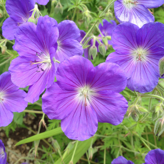 6 x géranium vivace 'orion' - geranium 'orion' - godet 9cm x 9cm