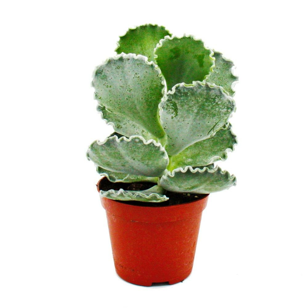 Cotyledon undulata - couronne argentée - coquillage succulent - en pot de 8,5cm