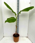 Musa dajiao specimen (banane comestible)   blanc - taille pot de 30l -160/180 cm