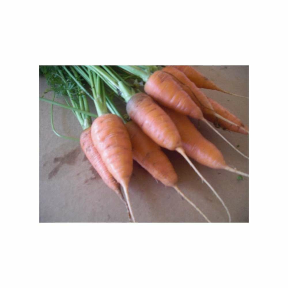 Carotte Chantenay Ã  cÅur rouge-3