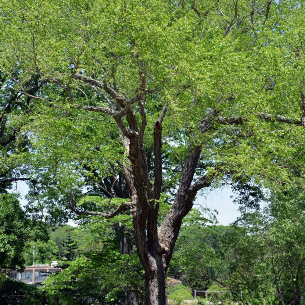 Bouleau noir, betula pot de 15l - baliveau