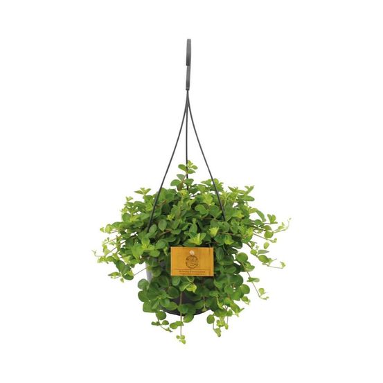 Peperomia rotundifolia - h25 cm - ø15 cm