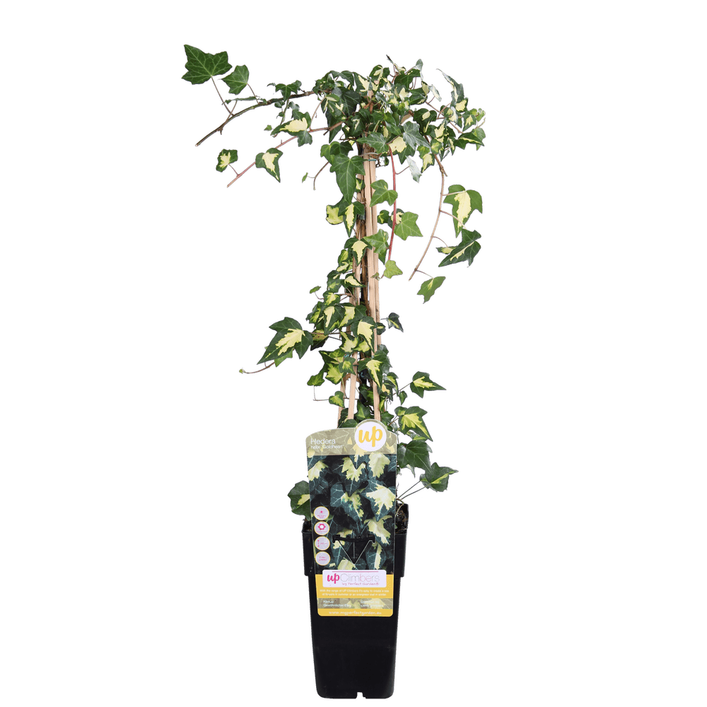 Hedera colchica 'dentata variegata' - h65 cm - ø15 cm - plantes d'intérieur