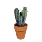Myrtillocactus et son cache-pot en terracotta h40cm - cactus d'intérieur