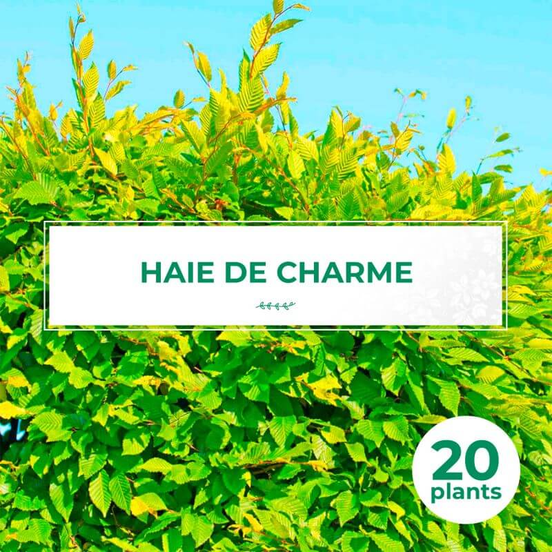 20 charme commun (carpinus betulus) - haie de charmille - 20 jeunes plants : taille 30/50cm