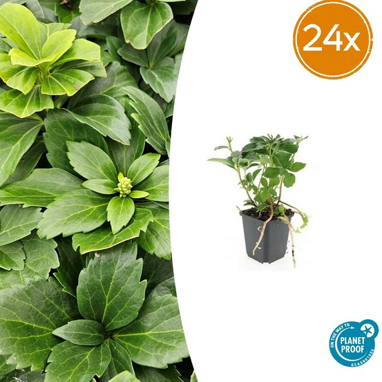 Lot de 24 - pachysandra terminalis - h10-25 cm