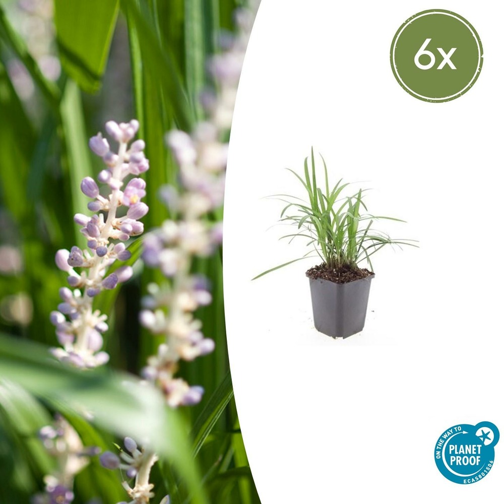 Ophiopogon - herbe aux turquoises 'moneymaker' x6 – entre 0,38 et 0,5m2