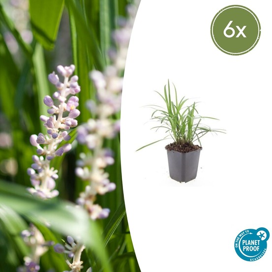 Ophiopogon - herbe aux turquoises 'moneymaker' x6 – entre 0,38 et 0,5m2