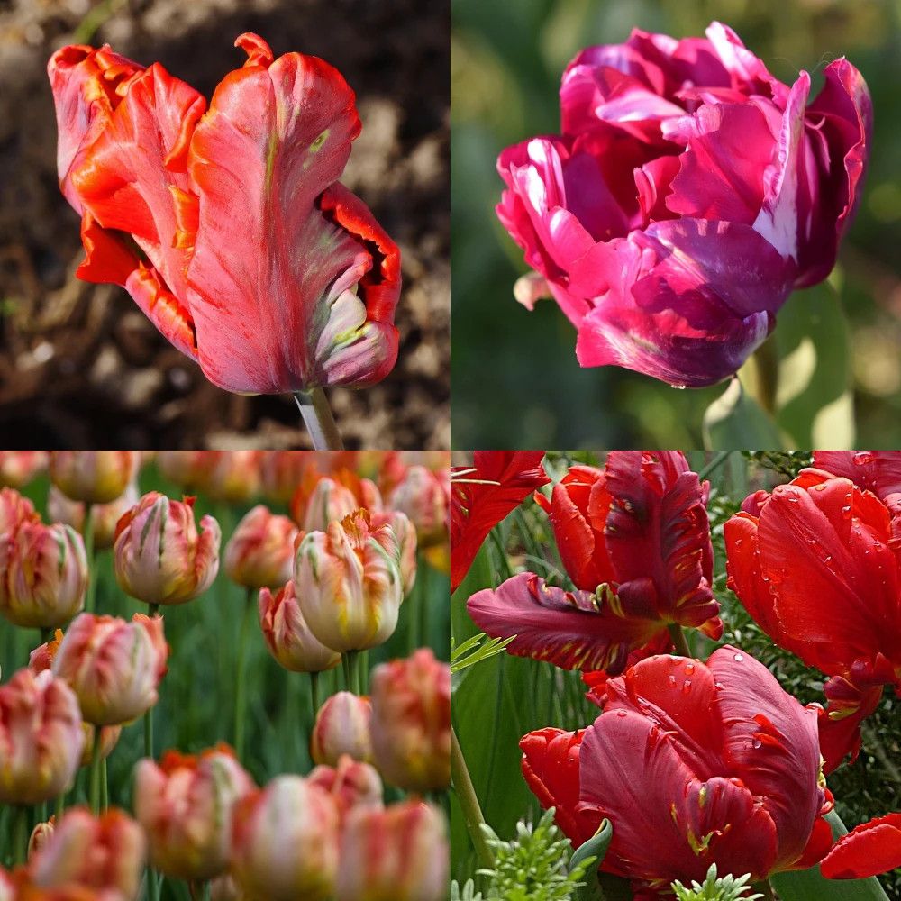 Bulbe de tulipe perroquet variées sachet de 20 bulbes
