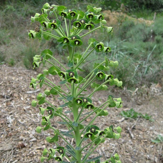 Euphorbe des vallons 'ssp. Characias' godet de 8/9 cm