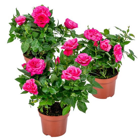 Lot de 3 - rosier nain rose - plantes d’intérieur & extérieur - 20-30 cm de haut - pot 12 cm