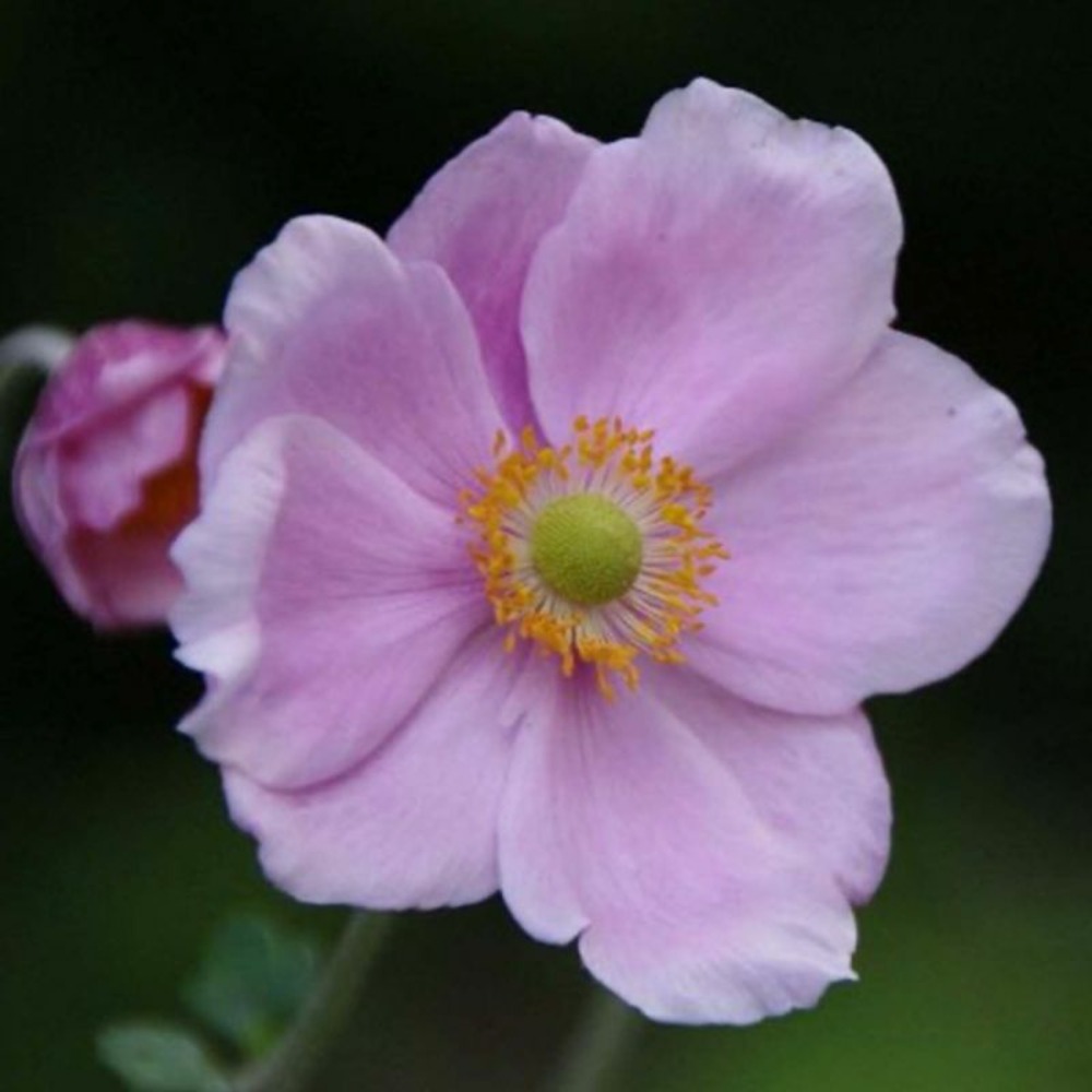2 Anémones 'Königin Charlotte' (Anemone Hy…
