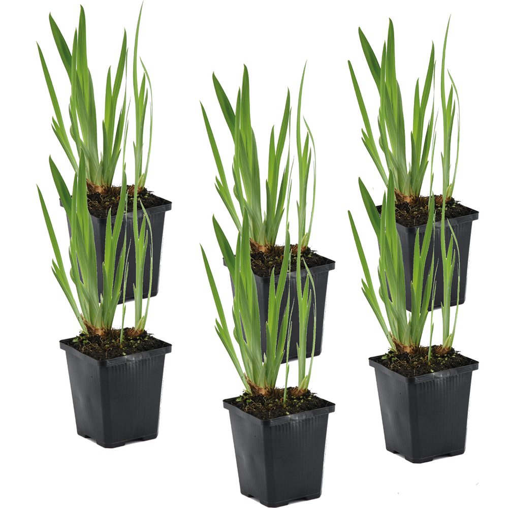 Lot de 6 - iris kaempferi - iris du japon - violet - plantes de bassin - hauteur 20-30 cm - pot 9 cm