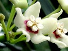 Hoya australis (fleur de porcelaine, fleur de cire) taille pot de 2 litres - 20/40 cm -   blanc et rose