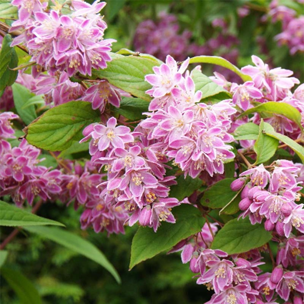 Deutzia 'tourbillon rouge' pot de 2l/3l