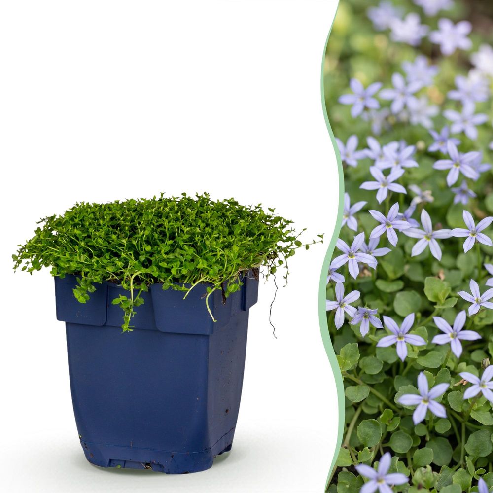Isotome - lot de 12 - pot 11 cm - hauteur 25 cm