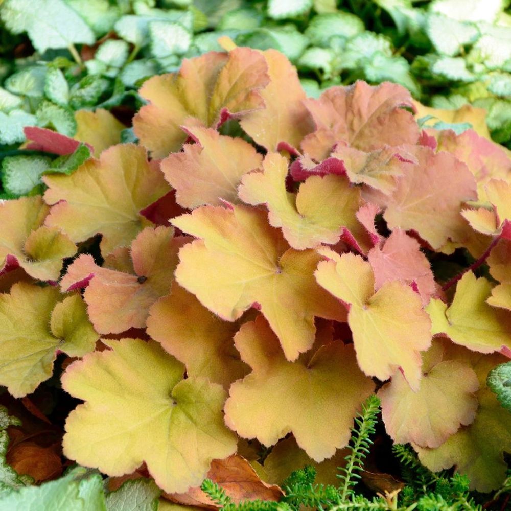 Heuchère 'caramel'® godet de 8/9 cm