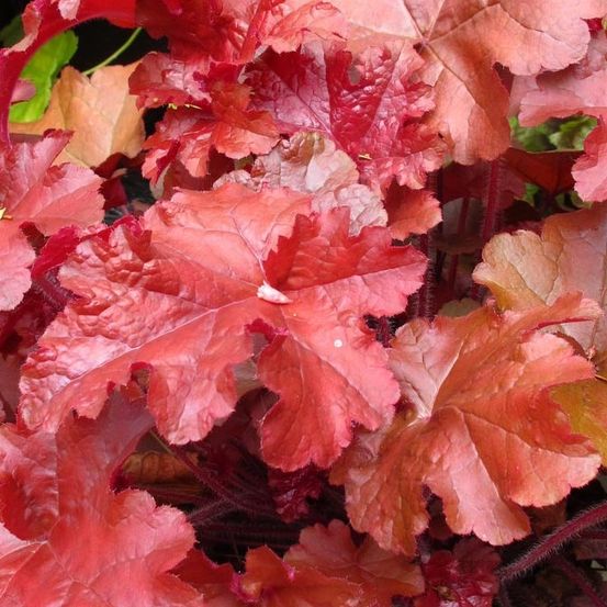 Heuchère 'coral sea' godet de 8/9 cm