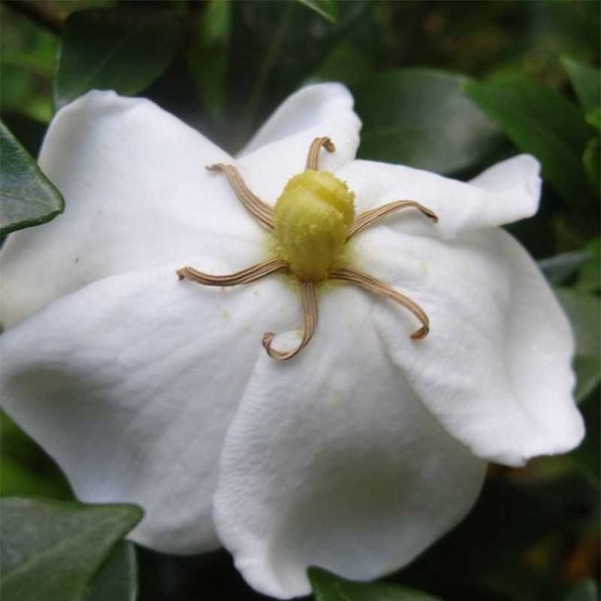 Gardénia, jasmin du cap 'sweetheart' pot de 2l/3l