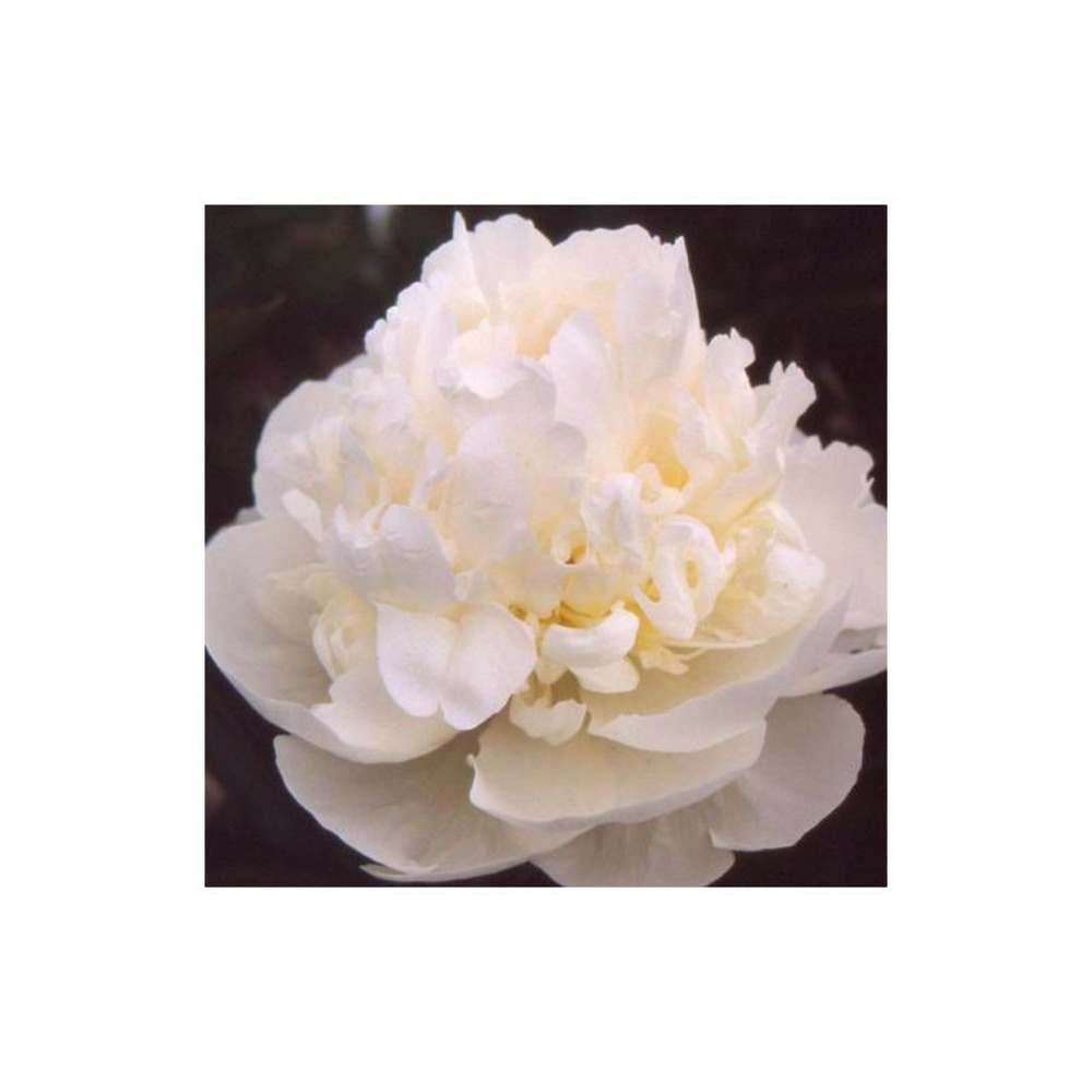 Pivoine herbacée blush queen pot de 2l - 10/20 cm