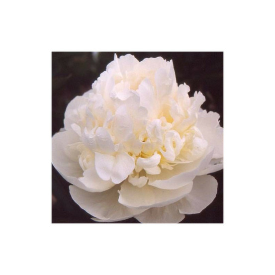 Pivoine herbacée blush queen pot de 2l - 10/20 cm