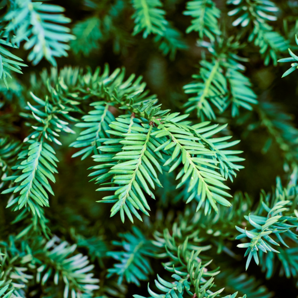 If commun - taxus baccata 120/140cm pot 15l