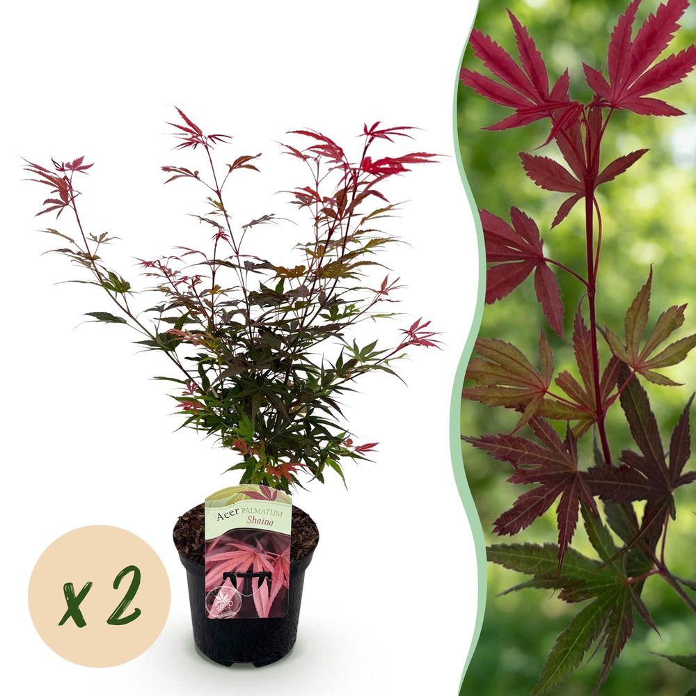 Érable du japon 'shaina' - lot de 2 - pot 19 cm - hauteur 70 cm - plante d'extérieur