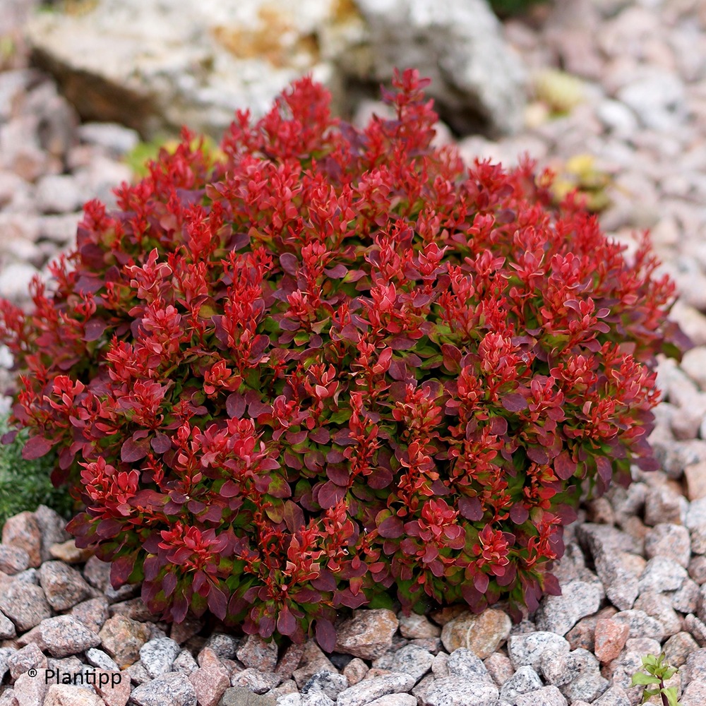Épine-vinette de thunberg 'lutin rouge' pot de 2l/3l