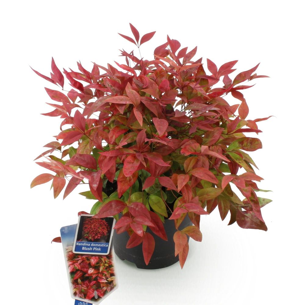 Bambou sacré 'blush pink' - pot 17 cm - hauteur 40 cm - plante d'extérieur