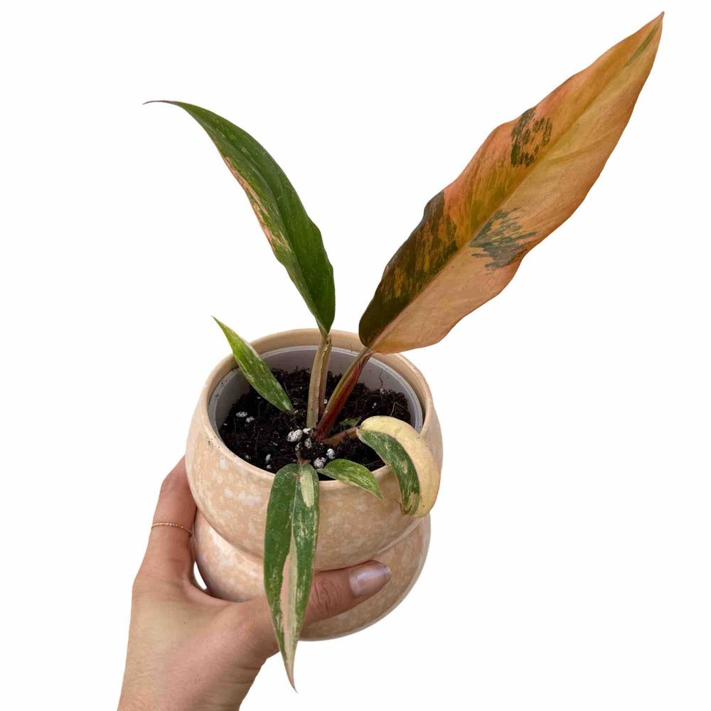 Philodendron caramel marble - pot de 9cm